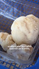 Les champignons peuvent-ils nous soigner ?