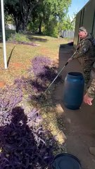 Cobra resgatada na Asa Sul não foi devolvida a natureza