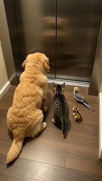 When you're with your friends in Elevator.😄😍#animals #cute #petfriendly