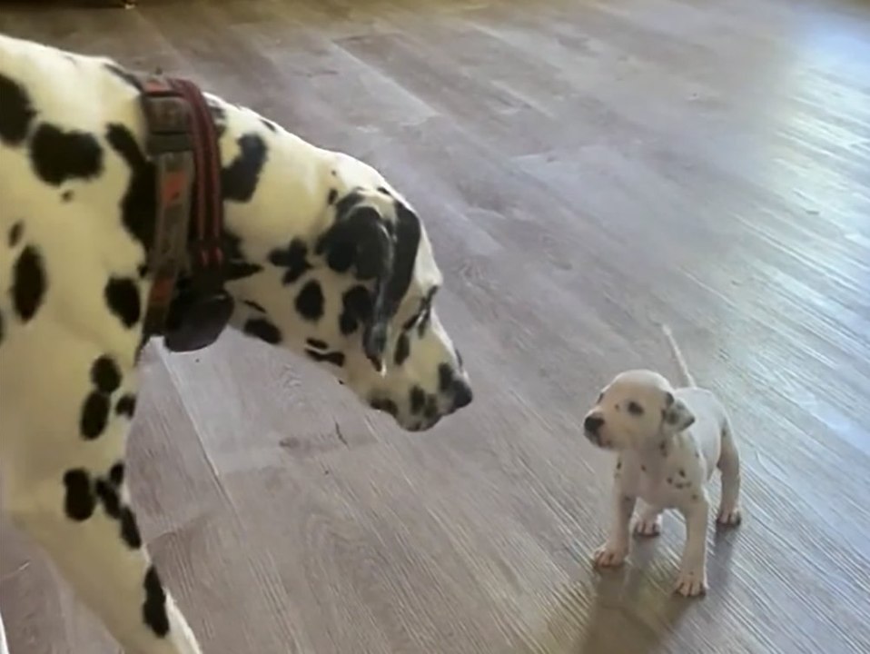 Süßer Dalmatinerwelpe gibt sich tapfer - und geht viral