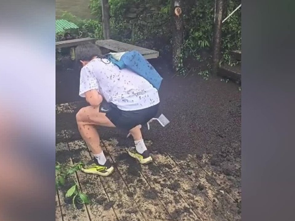 Überall insekten: "lovebugs" überfallen südkorea