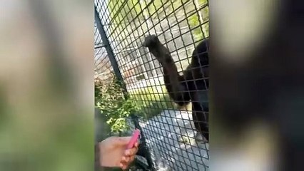 Worldwide controversy: Boxer forces endangered orangutan to smoke