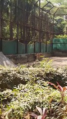 🦁 Lion in the Zoo | Majestic King of the Jungle in Captivity