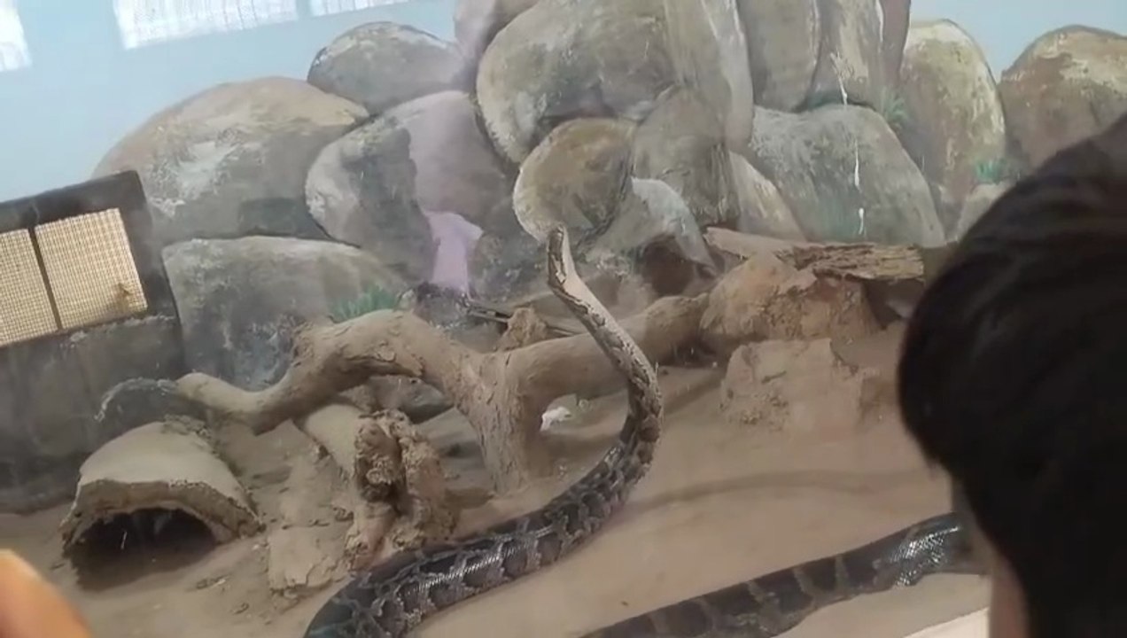 Snake : Fascinating Facts About Snakes | Snake Wildlife Documentary