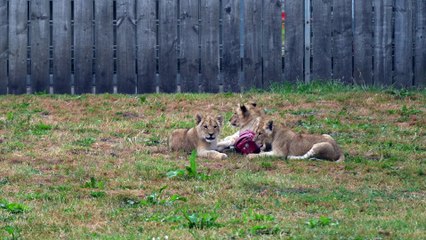 Lion cubs out in the Main Reserve at Yorkshire Wildlife Park
