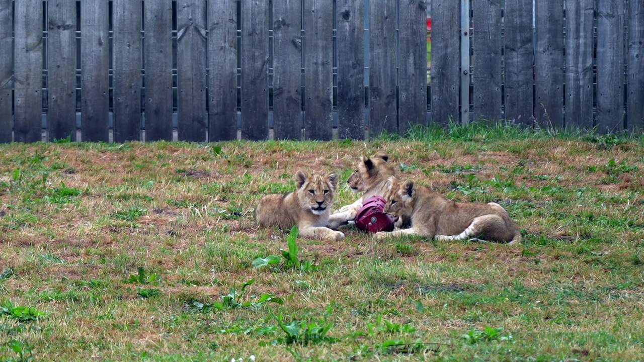 Lion cubs out in the Main Reserve at Yorkshire Wildlife Park