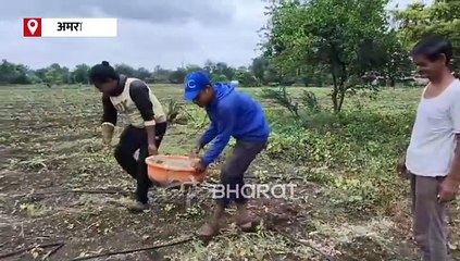 कमी खर्चात जास्त उत्पन्न; शेतीसाठी कोंबडी खत का फायदेशीर? जाणून घ्या...