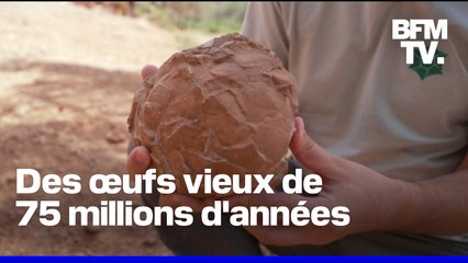 "Eggs-en-Provence": le plus grand gisement d'œufs de dinosaures au monde se situe en France