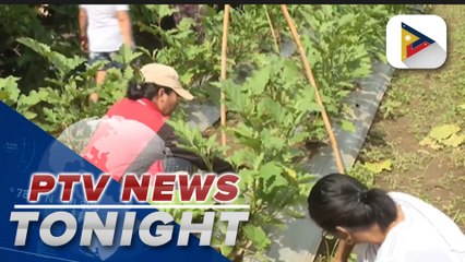 Single mom turns to gardening for family’s daily needs
