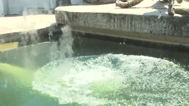 German zoo serves its animals frozen food and offers showers as heatwave persists