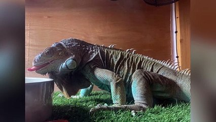 Iguana owner relieved after reptile rescued from dramatic escape