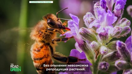 Медоносные пчёлы и дикие опылители: возможно ли сосуществование?