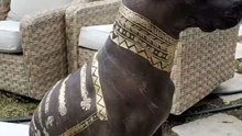 Xoloitzcuintle: Perro de Dioses, Raíces y Tradición