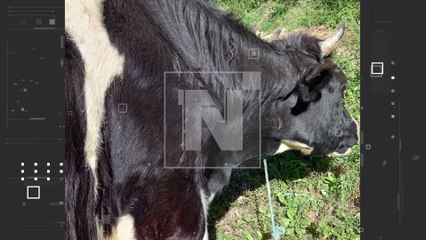 Descartan rabia en murciélagos ‘vampiros’ que atacaron ganado en Sipe Sipe