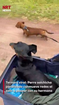 Un video se ha vuelto viral en redes sociales al mostrar a dos perros salchicha disfrutando de un paseo con su dueña. Uno de ellos padece parálisis en las patas traseras y es transportado en una carriola, mientras su compañero camina a su lado.