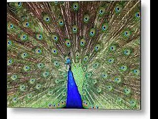 Part,1,Old Super Song,Film,Mayur Pankh-Song,Mohabbat Ki Dastan-Lata Mangeshkar Devi Ji-1954