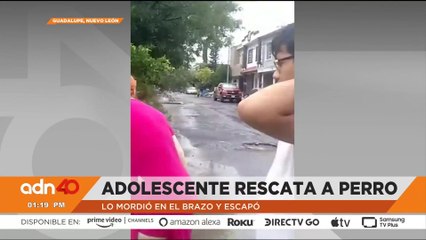 ¡Justicia! Detienen a Roberto “N” por golpear y provocar la muerte del perrito “Bayleis”
