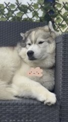 Recherche de ma Toun 💛🐻