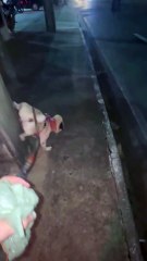 VÍDEO: Cachorro viraliza com técnica divertida para fazer xixi