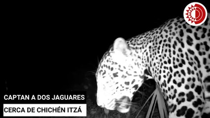 Captan a dos jaguares cerca de Chichén Itzá con cámara trampa