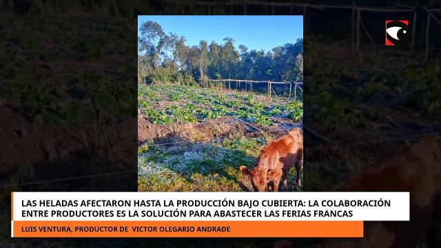 Las heladas afectaron hasta la producción bajo cubierta: La colaboración entre productores es la solución para abastecer las ferias francas