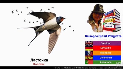 Visual Dict with Audio  ласточка, роза, шиповник, ротвейлер