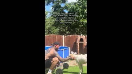 Woman Finds Stranded Dog Tied With Gate and She Brings Her Home