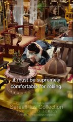 Prince's Rules Broken Full Chinese Drama