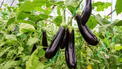 Apakah Terong Bisa Menyebabkan Asam Urat Ini Faktanya