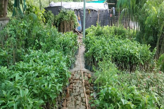 swm news: नर्सरियों में अमरूद की पौध तैयार, बारिश का हो रहा इंतजार