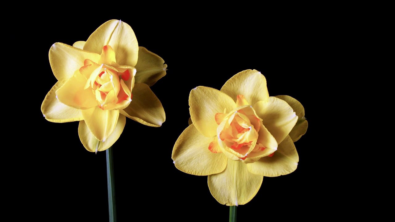 Just a Blooming Flower. Nothing Else. 🌸 A Calming Loop for Peaceful Vibes