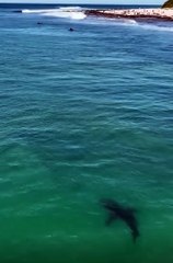 Drone operator freaks, gets close to surfer and bobs up & down - trying to warn surfer there is a shark approaching..