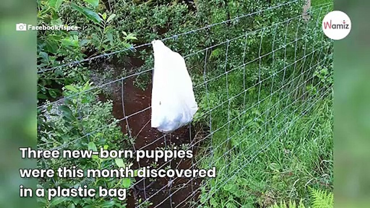 Animal charity's anger as litter of puppies ‘left for dead’ in plastic bag
