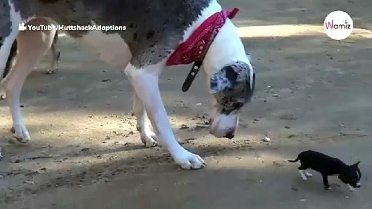 Tiny puppy escapes from kennel, has extraordinary encounter with huge dogs