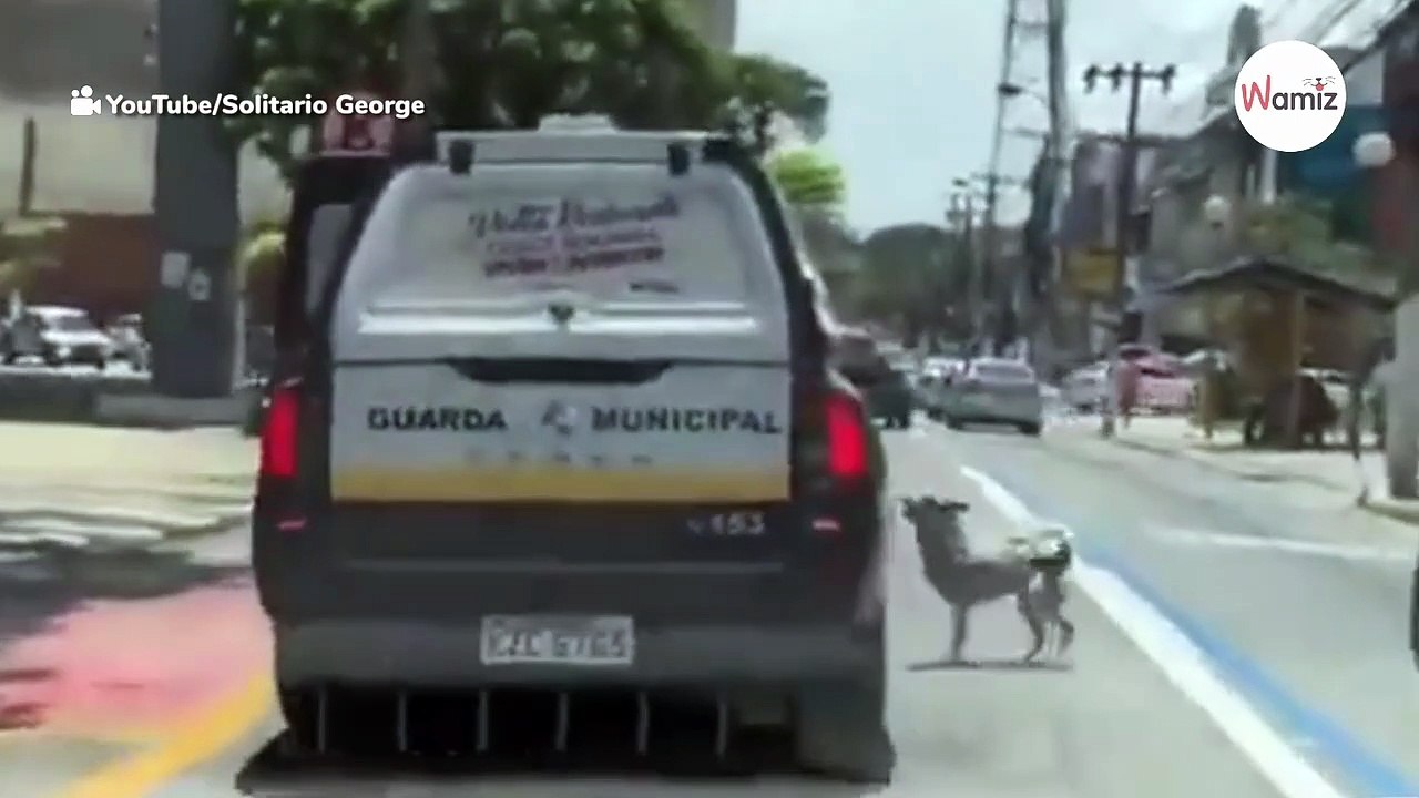 Watch: Dog chases police car for miles when his owner is taken away