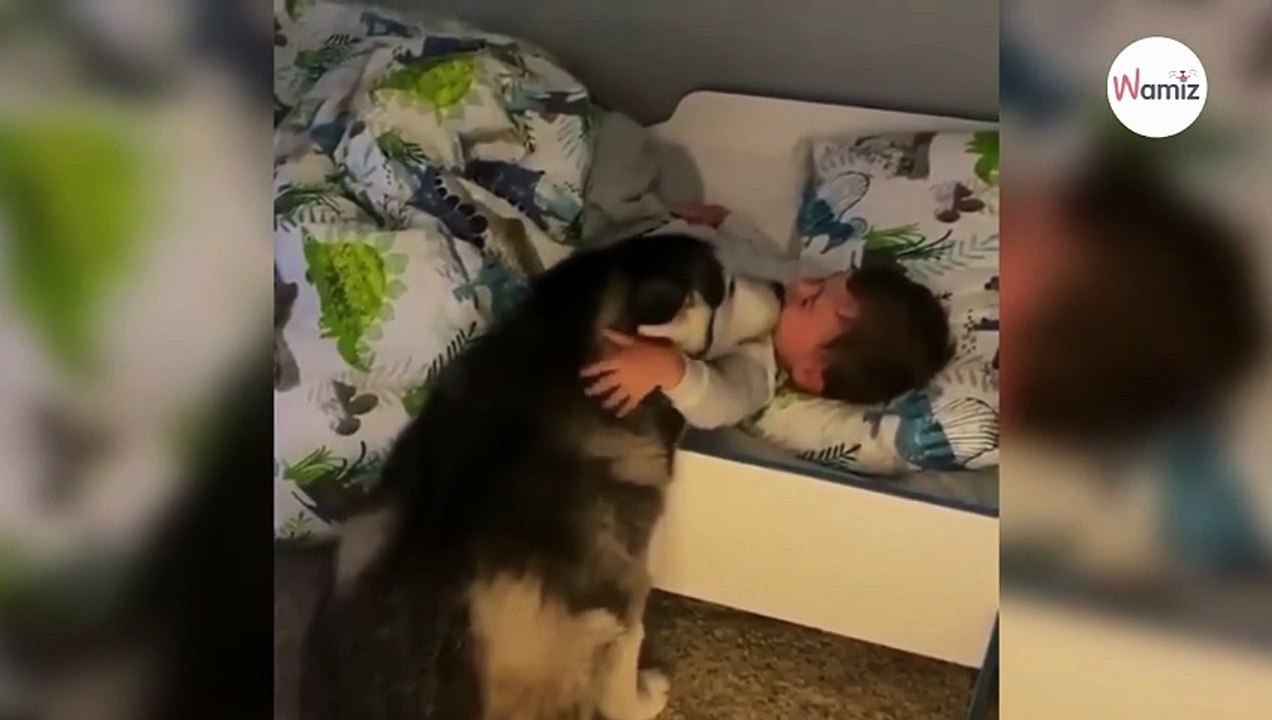 Watch: Husky wakes her little human up in the sweetest way