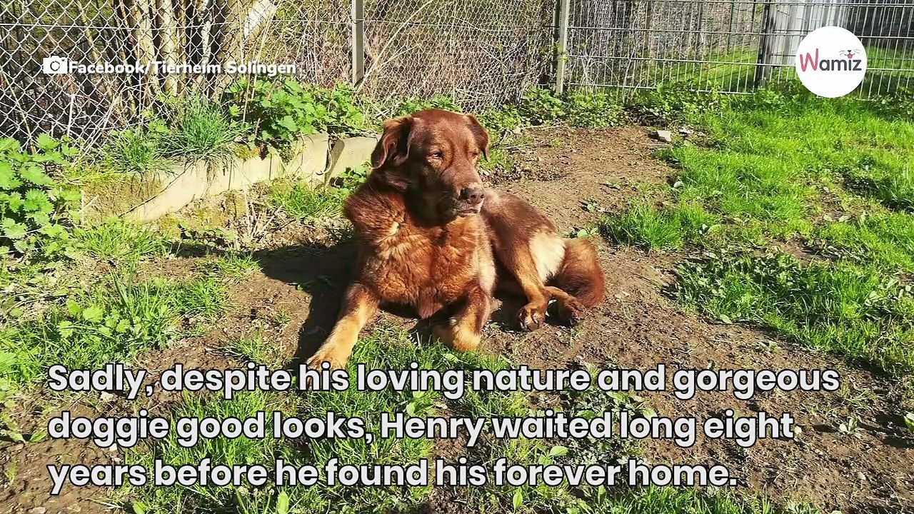 Shelter dog can’t believe it when he’s adopted after 8 years