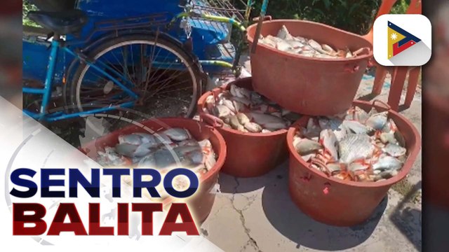 Banta ng 'alien fish' sa Laguna de Bay, mahigpit na binabantayan ng BFAR
