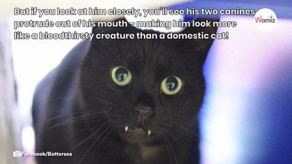 Adopters turn away when they see this shelter cat’s mouth up close