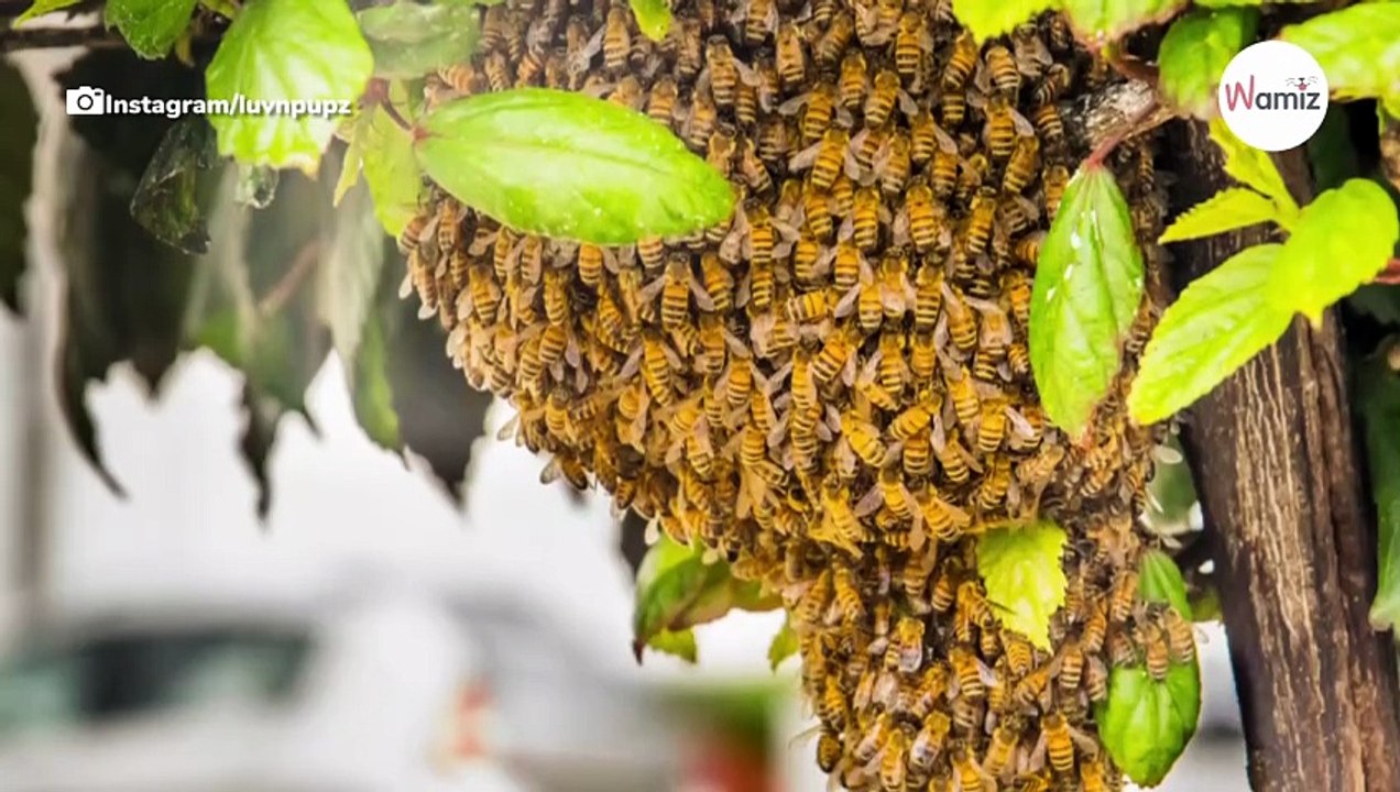 Pitbull stung by hundreds of bees, but his nightmare doesn't end there