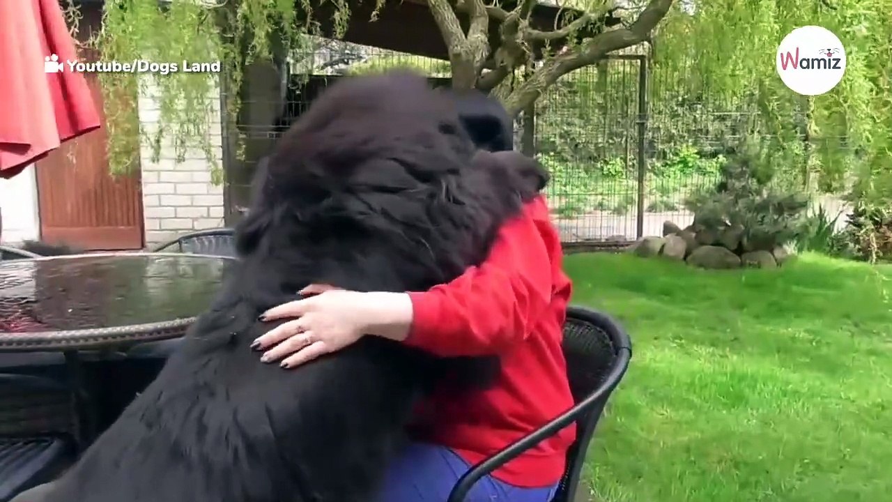 Powerless owner finds herself stuck in the middle of huge group of Newfies