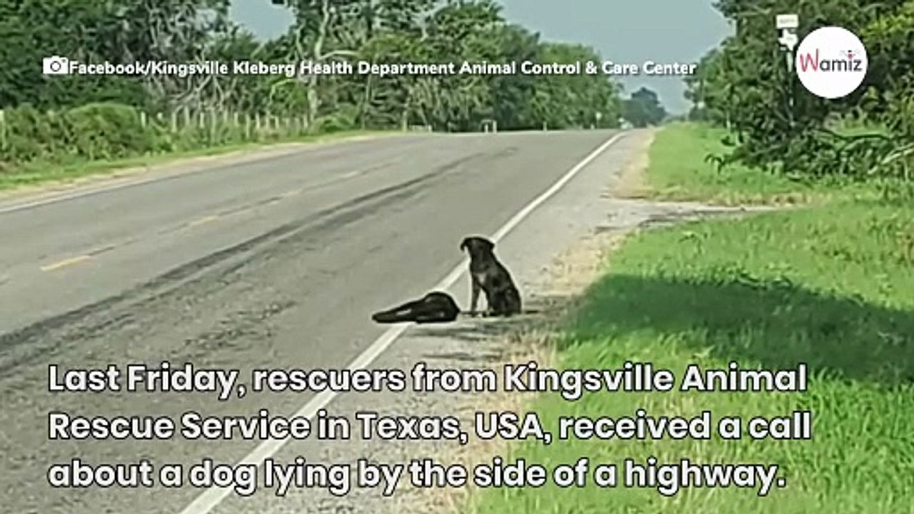 Dog protects his sister, doesn't understand that it's too late (Video)