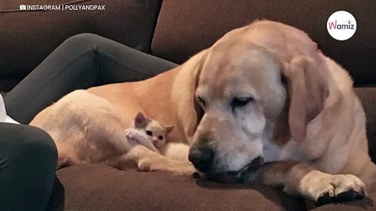 Labrador rescues stray kitten: What happens next is simply adorable (video)