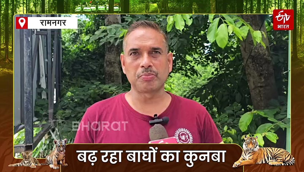 बधाई हो! कॉर्बेट टाइगर रिजर्व में बाघिनों के साथ दिख रहे नन्हे शावक, बढ़ रहे हैं टाइगर