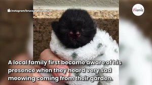 This cute kitty was abandoned because of a very unusual birth defect