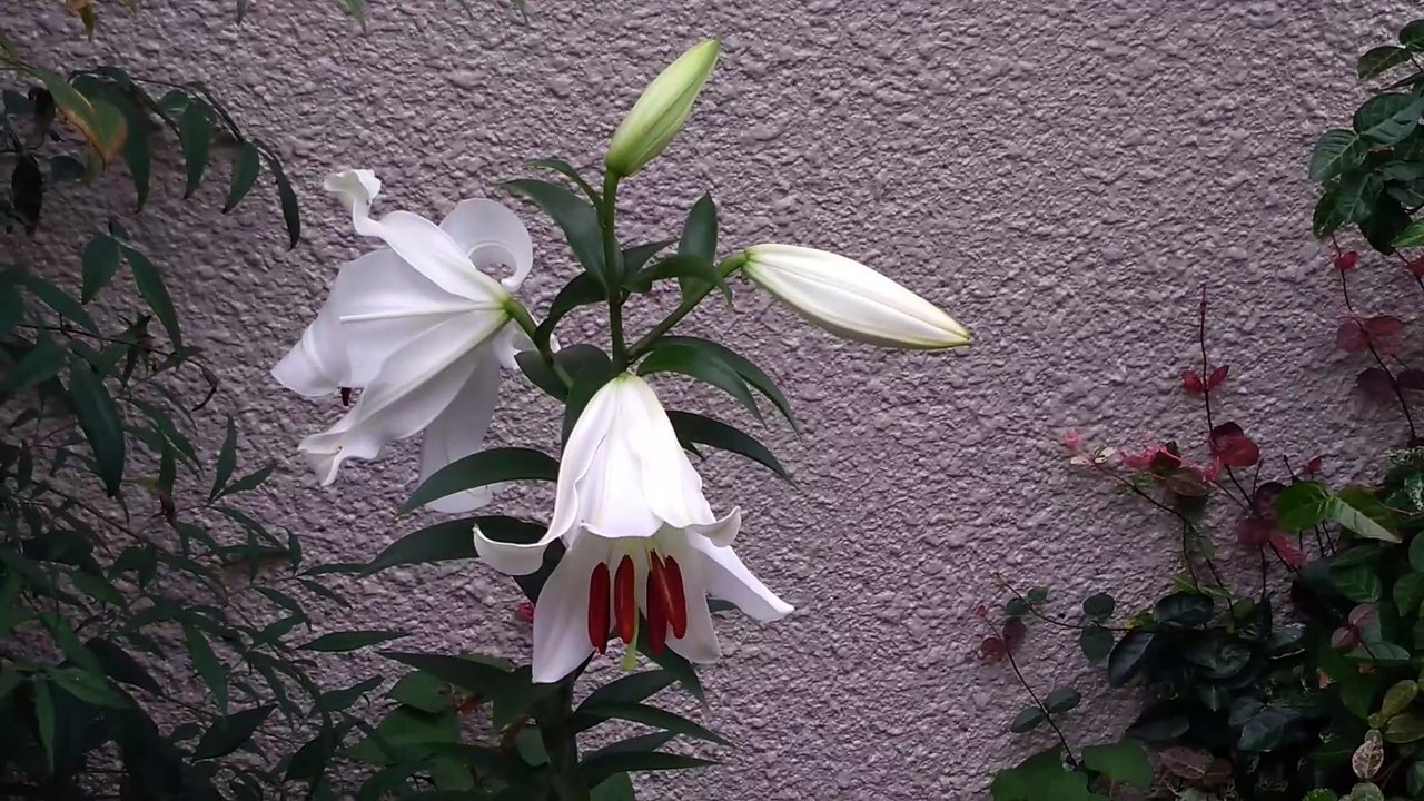ユリ