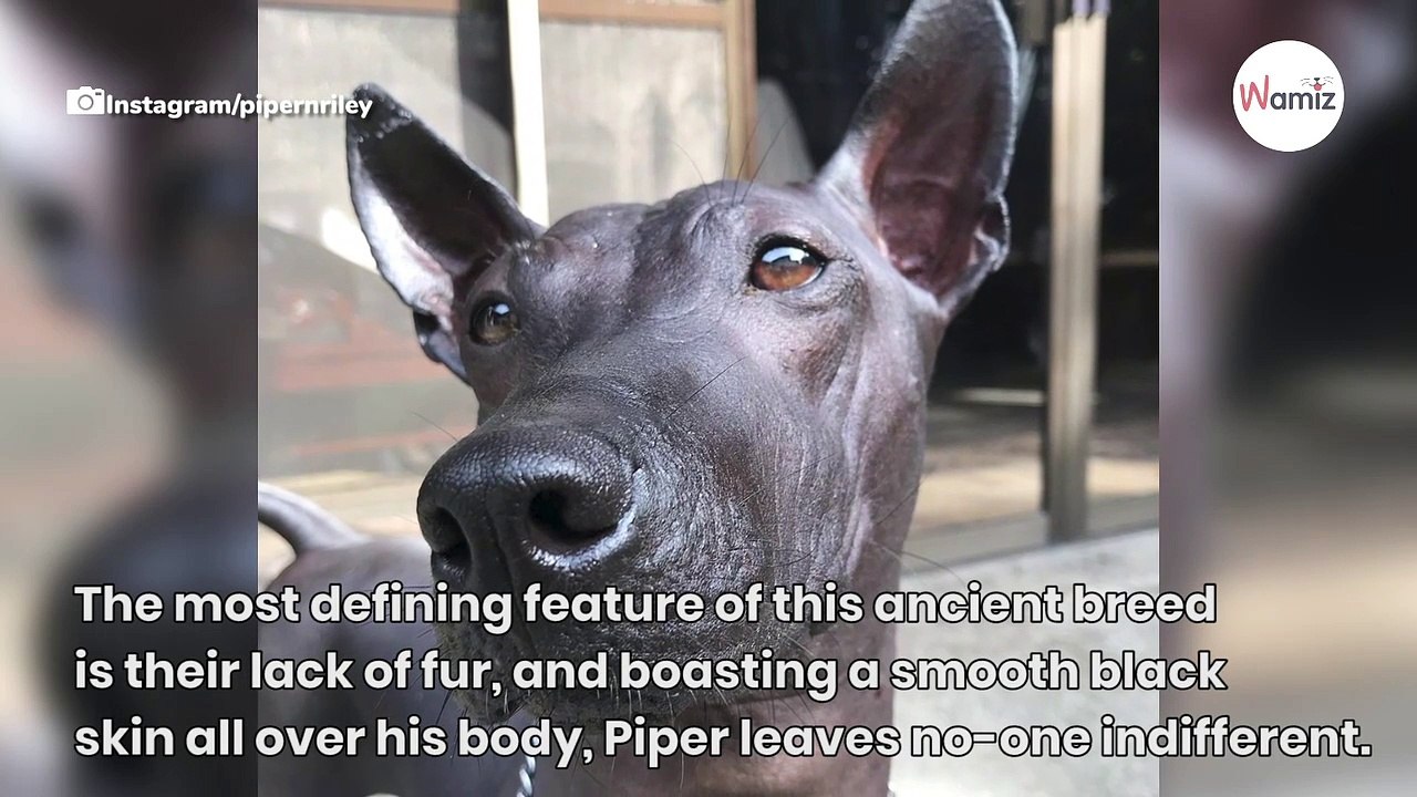 Do you see a dog or a statue? The picture that's dividing the internet