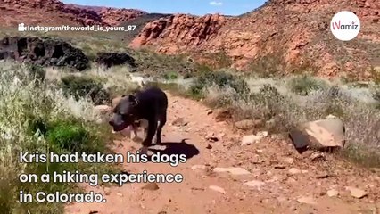 Heartbroken dogs console each other after owner’s death