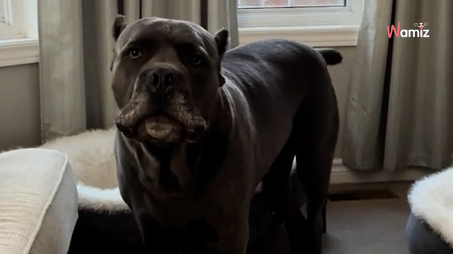 Ein Cane Corso entdeckt, dass sein Körbchen besetzt ist: Seine Reaktion bringt das Internet zum Schmelzen