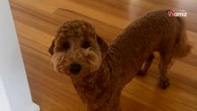 Goldendoodle beim Hundefriseur abgegeben: Zwei Stunden später gibt es eine große Enttäuschung